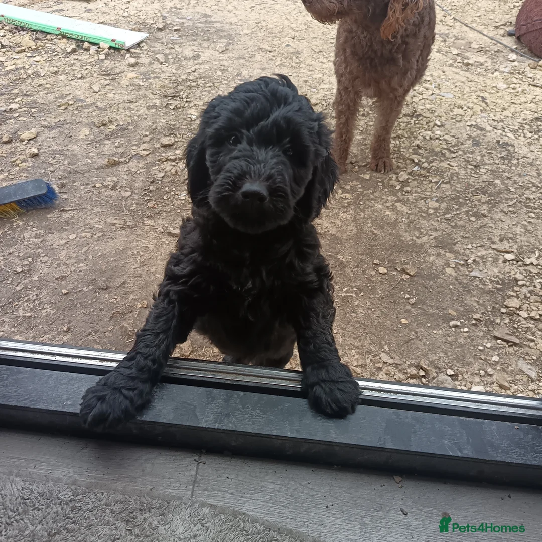 Double Doodle dogs for sale: 🌈Fully vaccinated and ready to meet the world 🌈 - Advert 15