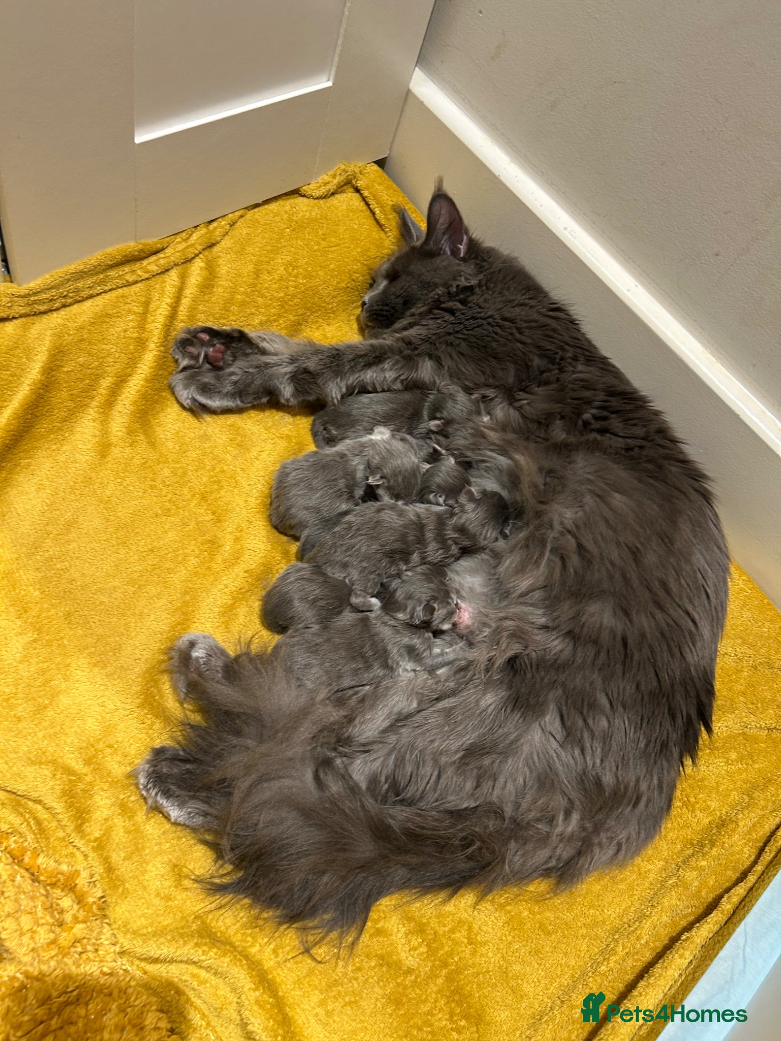 Maine Coon cats TICA Registered Maine Coon Kittens Available  - Advert 1
