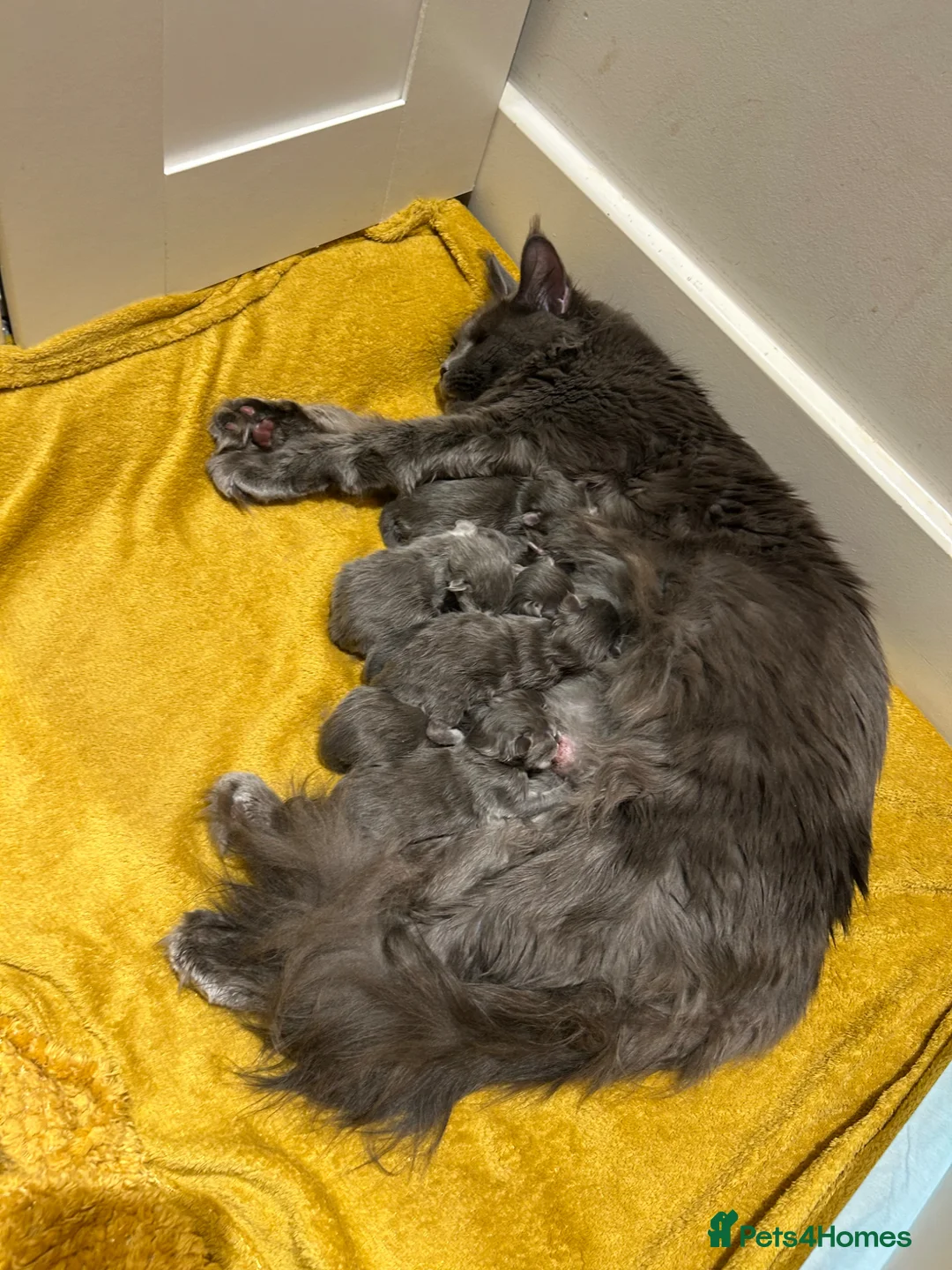 Maine Coon cats for sale: TICA Registered Maine Coon Kittens Available  in Sutton - Advert 1