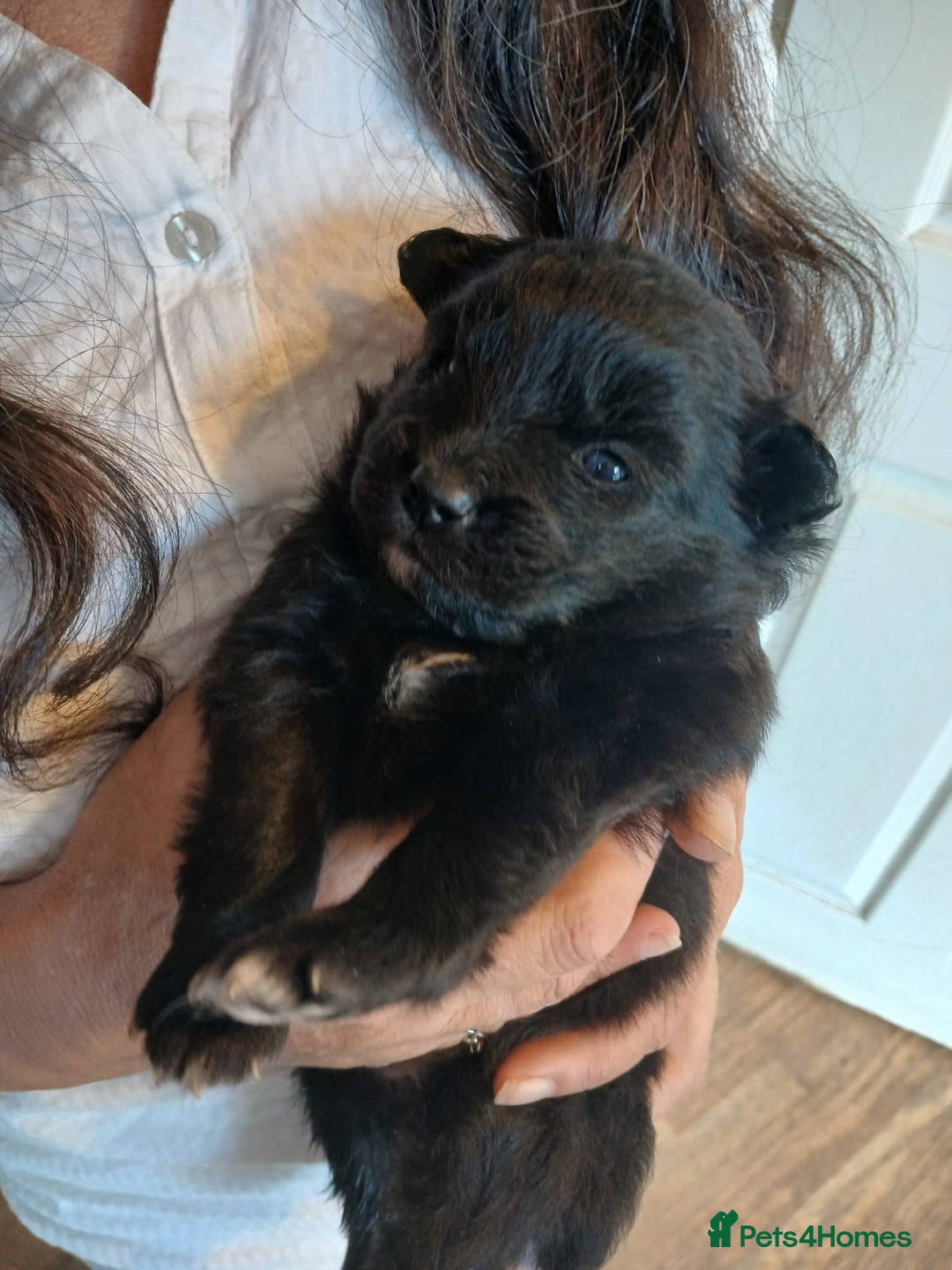 Pomsky dogs for sale: Pomsky Puppies For Sale - Image 1