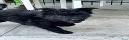 Mudi dogs for sale: KC registered Hungarian Mudi puppies  - Advert 24