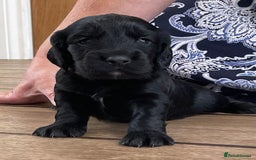 Cocker Spaniel dogs for sale: KC Reg Working Cocker Spaniel Pup - Image 3