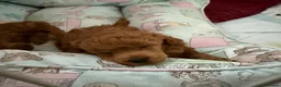 Toy Poodle dogs for sale: Tiny Toy Poodle - Advert 6