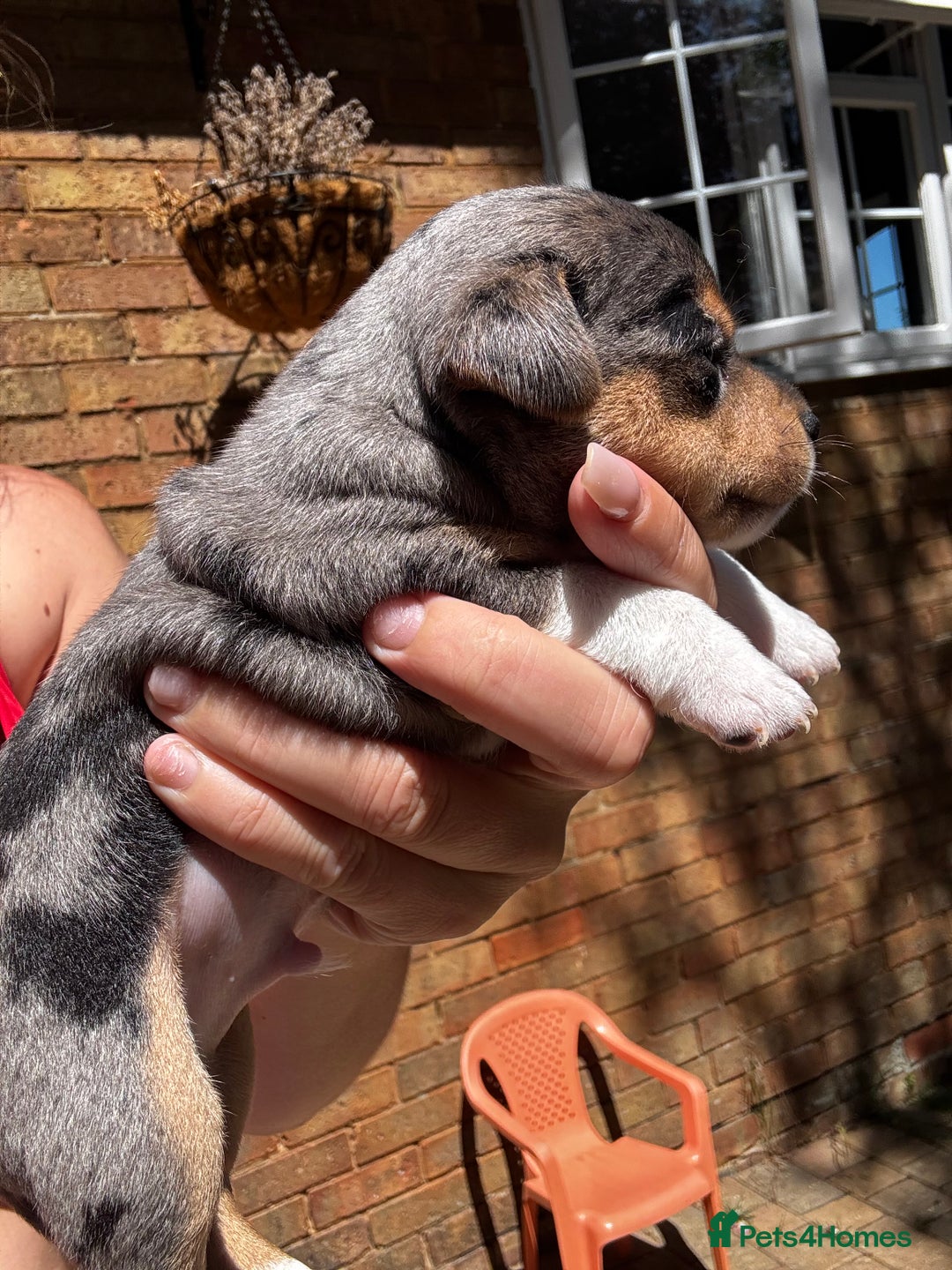 Jack Russell dogs for sale: 💙 miniture JR PUPS 💙 - Image 5