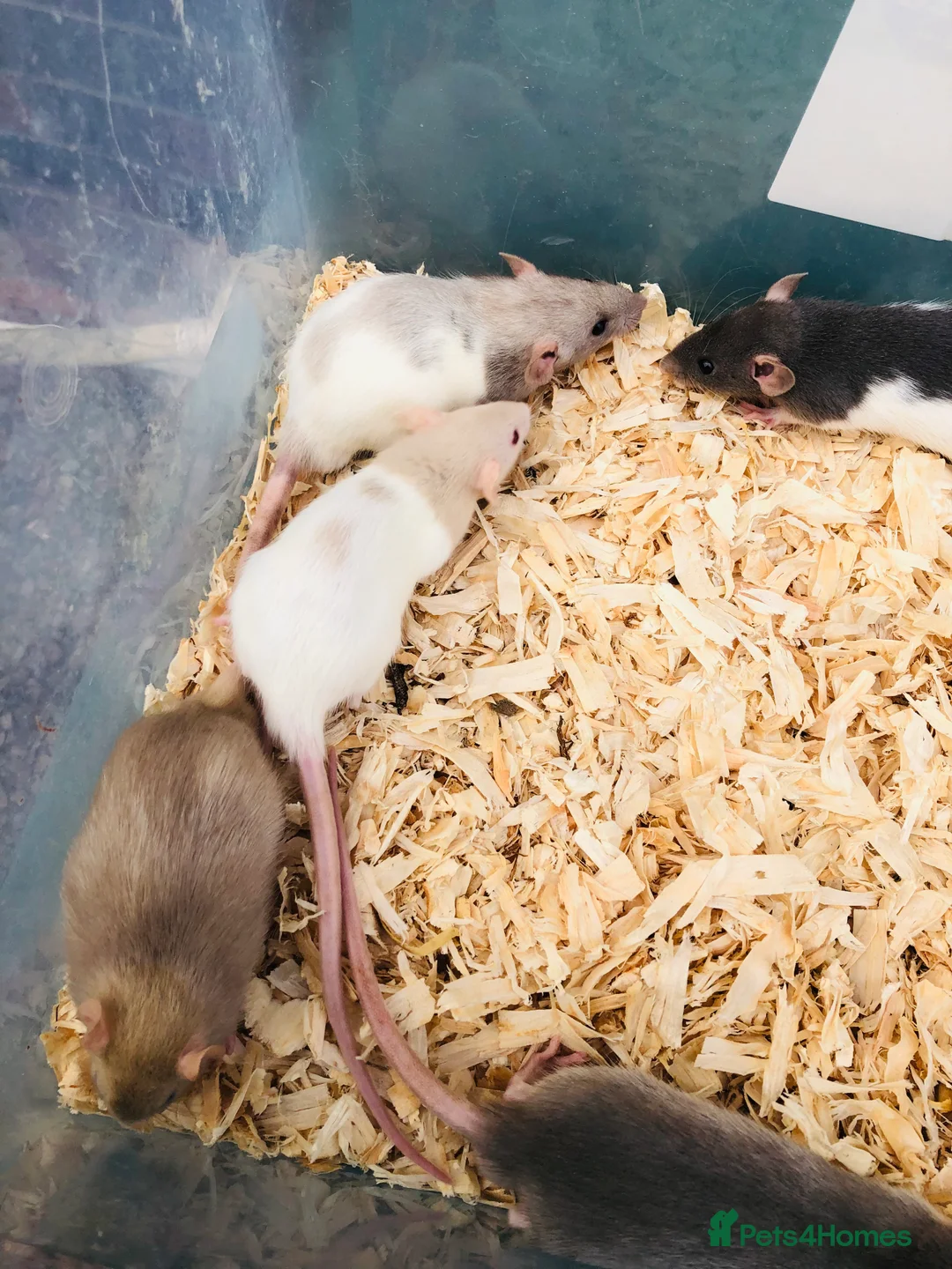 Rat rodents for sale: Rats for sale - Advert 3