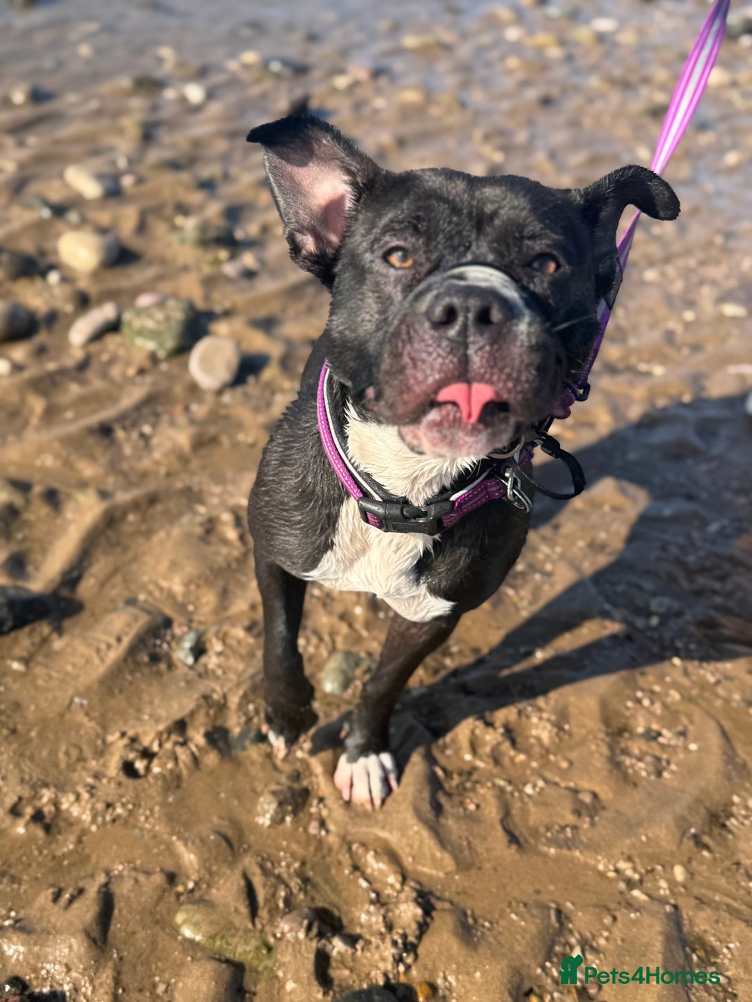 Mixed Breed dogs for sale: Poppy - Image 6