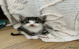 Ragcoon cats for sale: Ragcoons!  in Shepton Mallet - Image 10