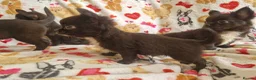 Chihuahua dogs for sale: 4 dark brown/black chihuahuas  - Advert 7