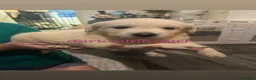 Golden Retriever dogs for sale: Nine beautiful golden retreivers  - Advert 5