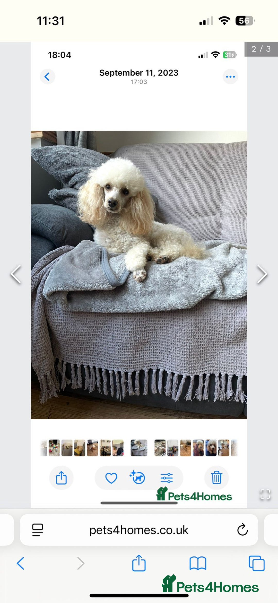 Cockapoo dogs for sale: F2b COCKAPOO PUPPIES - Advert 10