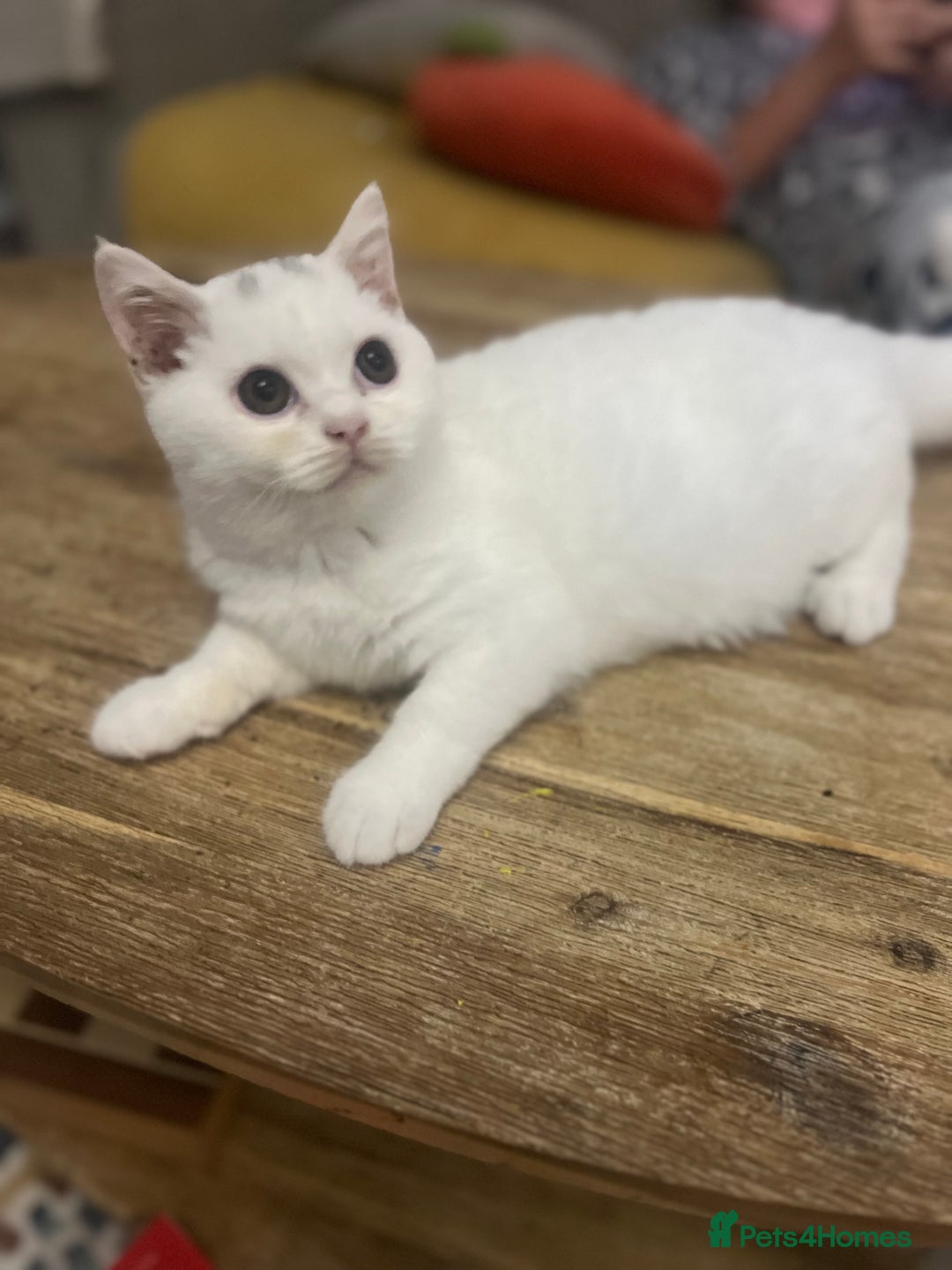 British Shorthair cats for sale: Last 2 stunning kittens BSH ready now - Advert 8