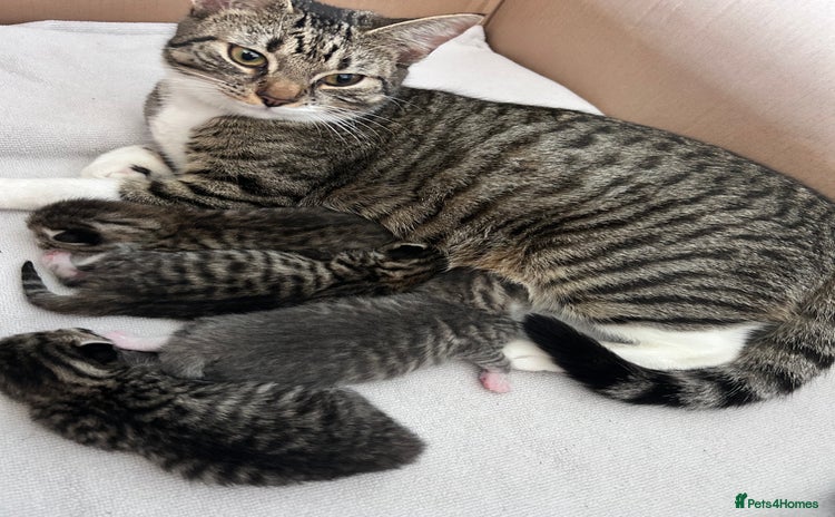Bengal cats - Advert 2
