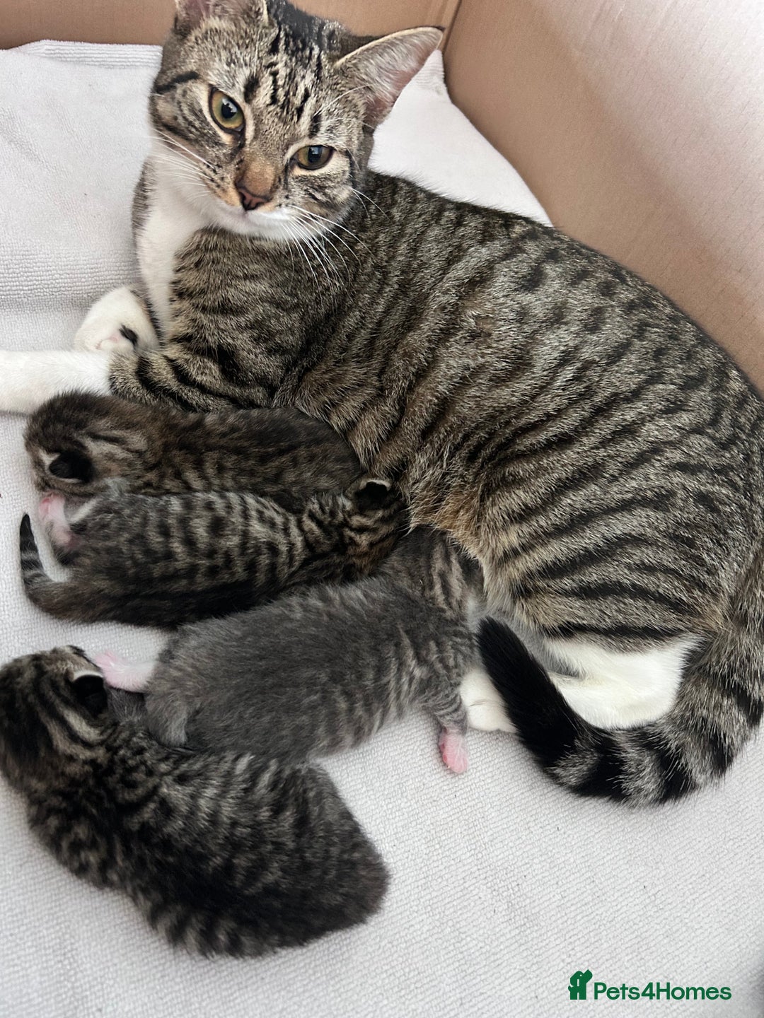 Bengal cats for sale: 4 Bengal kittens  - Image 1