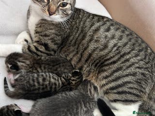 Domestic Shorthair cats 4 Bengal/tabby kittens - Advert 10