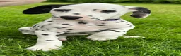 Dalmatian dogs for sale: KC reg full hearing Dalmatian Puppies  - Advert 36