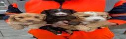 Cockapoo dogs for sale: 2 gorgeous girls - miniature cockapoos  - Advert 18