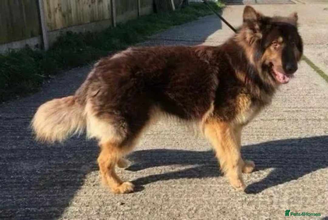 German Shepherd dogs for sale: German shepherd  - Image 7