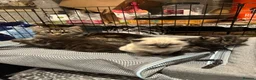 Persian cats for sale: Adorable Persian Kittens – 2 Boys & 1 Girl - Advert 10