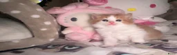 Munchkin cats for sale: British shorthair munchkin kitten   - Advert 3