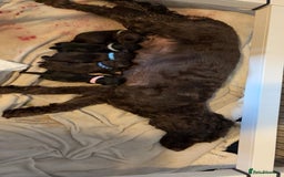 Mixed Breed dogs for sale: Loveable Cockapoo puppy  - Advert 1