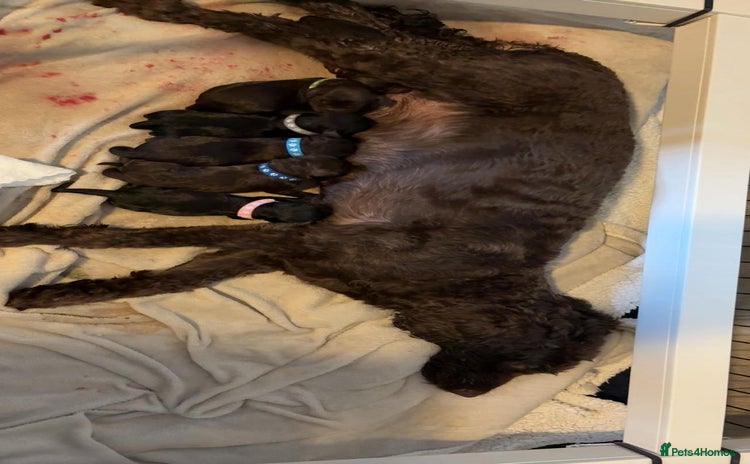 Mixed Breed dogs Loveable Cockapoo puppy  - Advert 3