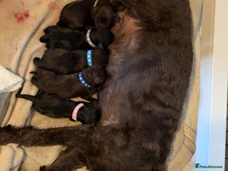 Mixed Breed dogs for sale: Cockapoo puppy - Advert 1