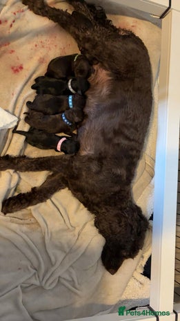 Mixed Breed dogs Loveable Cockapoo puppy - Advert 3