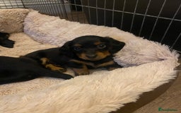 Miniature Dachshund dogs for sale: Longhaired miniature dachshund  - Image 10