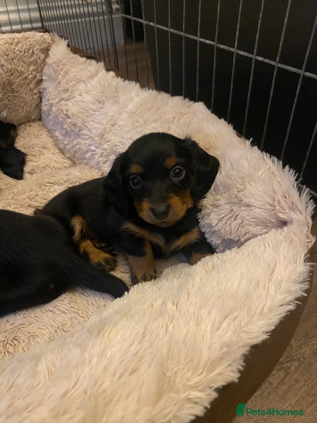 Miniature Dachshund dogs for sale: Longhaired miniature dachshund  - Image 10