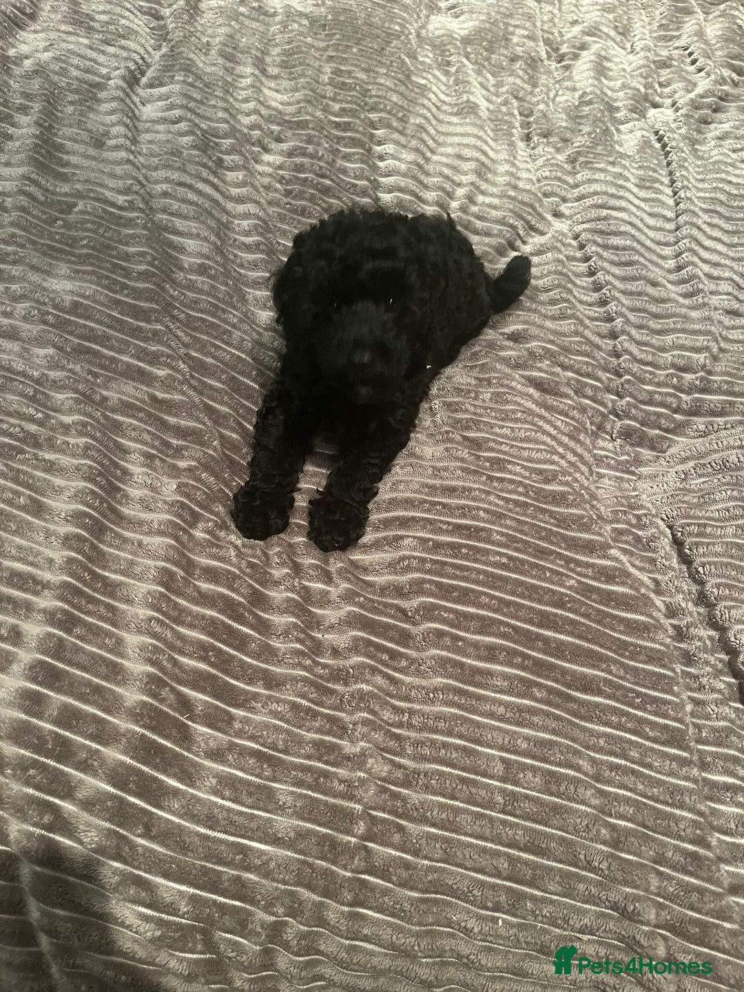 Mixed Breed dogs for sale: Beautiful miniature x toy poodle puppies - Image 5
