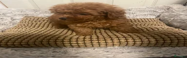 Toy Poodle 3