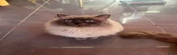 Ragdoll cats for sale: FULL RAGDOLL KITTENS  - Advert 14