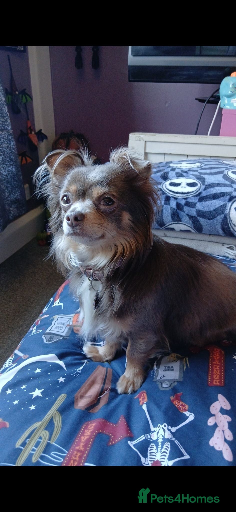 Chihuahua dogs Female Lilac Long Haired Chihuahua - Advert 5