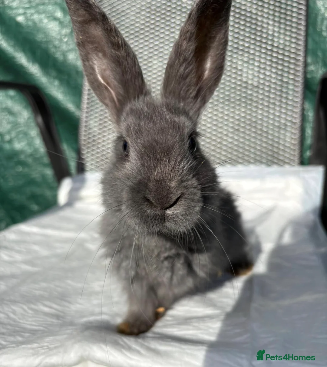 Continental Giant rabbits for sale: Continental Giant X New Zealand White Bunnies - Advert 2
