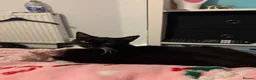Bombay cats for sale: 2 adorable kittens - Advert 1