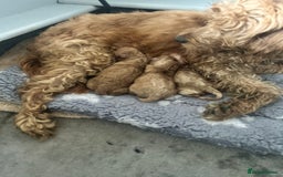 Cockapoo dogs for sale: 1💙 6🩷 F1B Cockerpoo’s  - Image 9