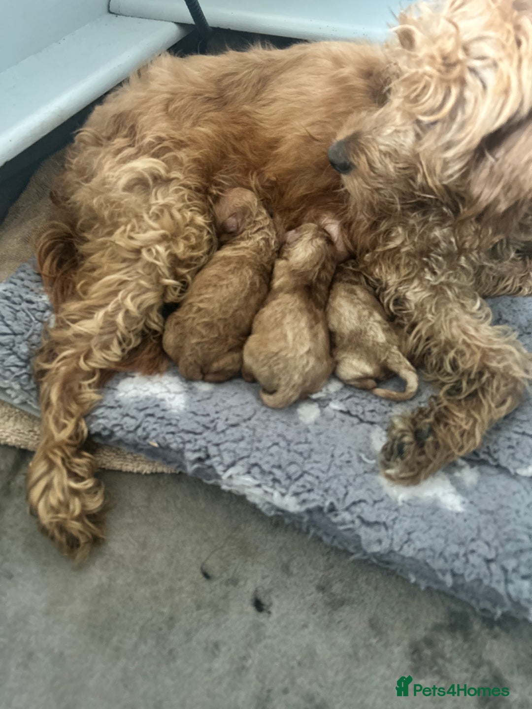 Cockapoo dogs for sale: 1💙 6🩷 F1B Cockerpoo’s  - Image 9