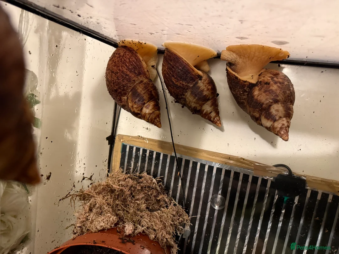 Snails invertebrates for sale: African land snails  - Advert 3