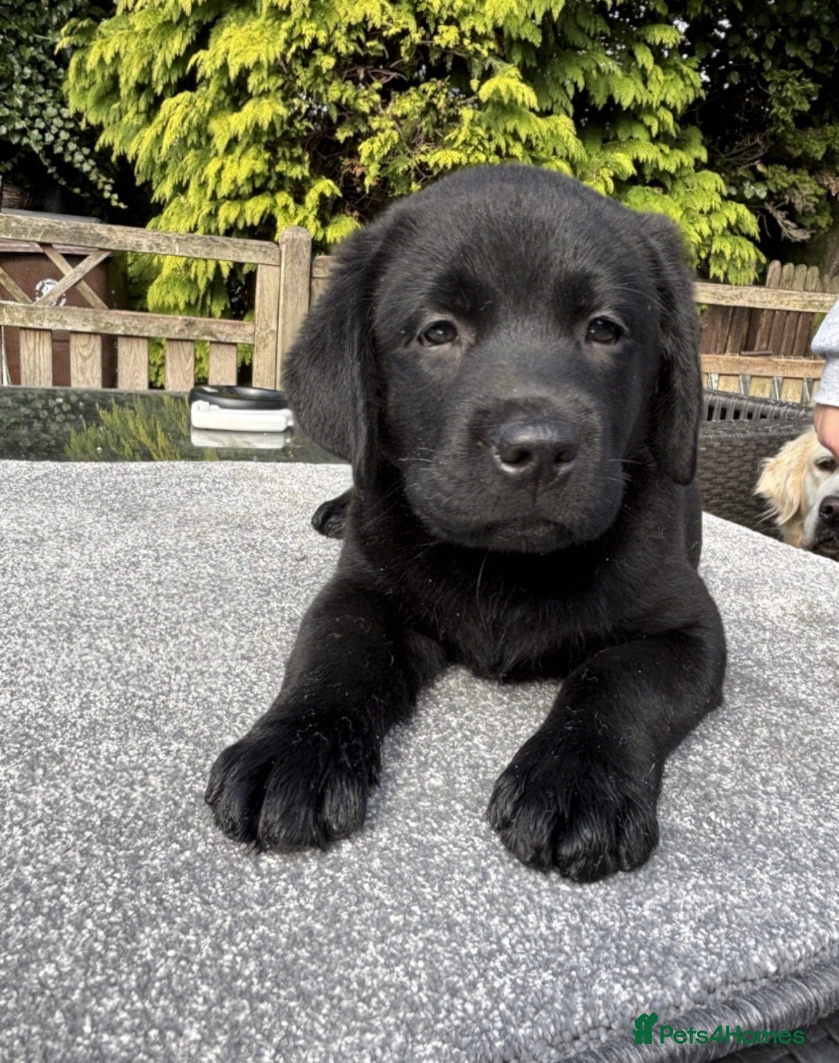 Labrador Retriever dogs Show type Black Labradors  - Advert 1