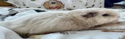 Guinea Pig rodents for sale: Guinea Pigs  - Advert 19