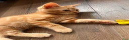 Mixed Breed cats for sale: Mixed Scottish fold straight ears  - Advert 6