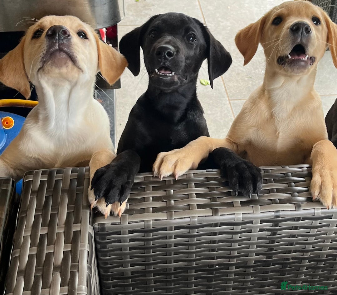 Labrador Retriever dogs for sale: Three gorgeous boys!!  - Image 13
