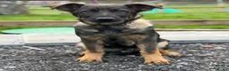 German Shepherd dogs for sale: Pick of Litter "Zeus" – DDR Working Line GSD - Advert 11