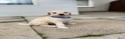 Standard Poodle dogs for sale: KC STANDARD POODLE PUPPIES - Advert 23
