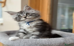 Maine Coon cats for sale: 2 Beautiful pedigree TICA reg Maine Coon kittens - Image 26