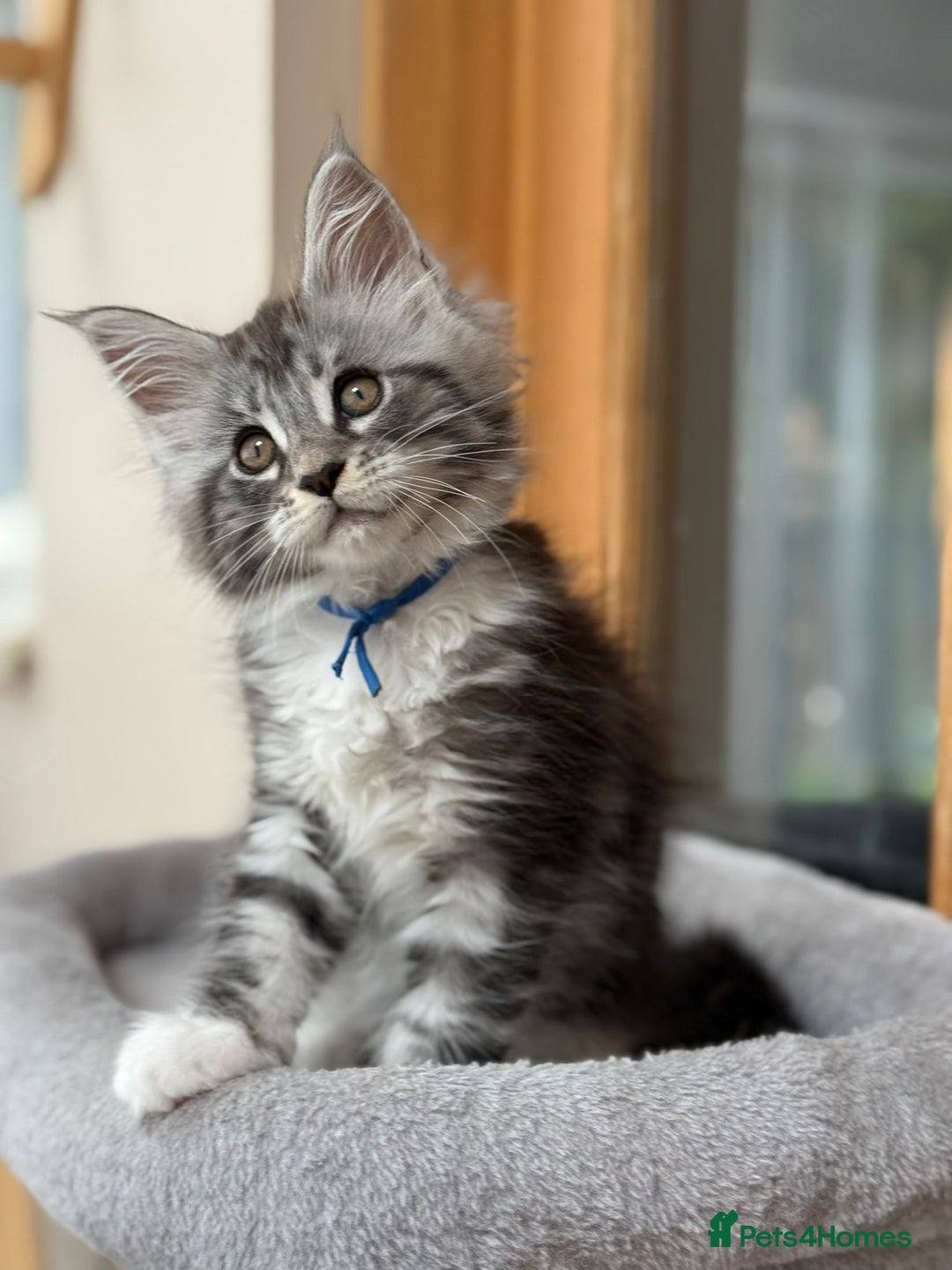 Maine Coon cats for sale: 2 Beautiful pedigree TICA reg Maine Coon kittens - Image 26