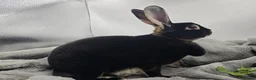 Rex rabbits for sale: Showline Black Otter Standard Rex - Advert 16
