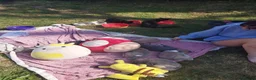 Whippet dogs for sale: Stunning coloured whippet puppies  - Advert 5