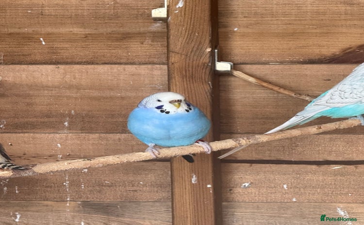 Budgerigars birds - Advert 12