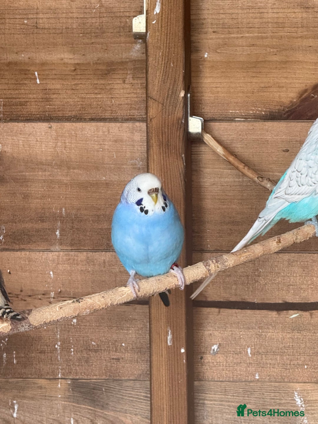 Budgerigars birds for sale: Aviary budgies - Image 1